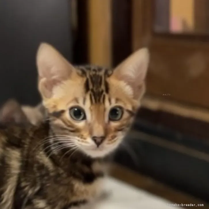 ID：2310-02155の子猫