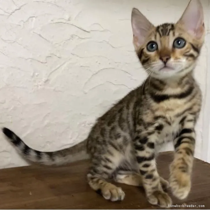 ID：2208-02802の子猫