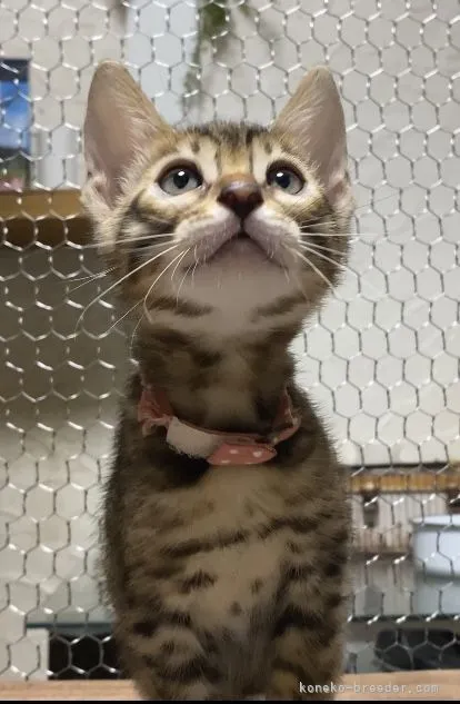 ID:2109-00227の子猫