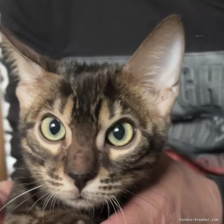 ID:2312-02882の子猫