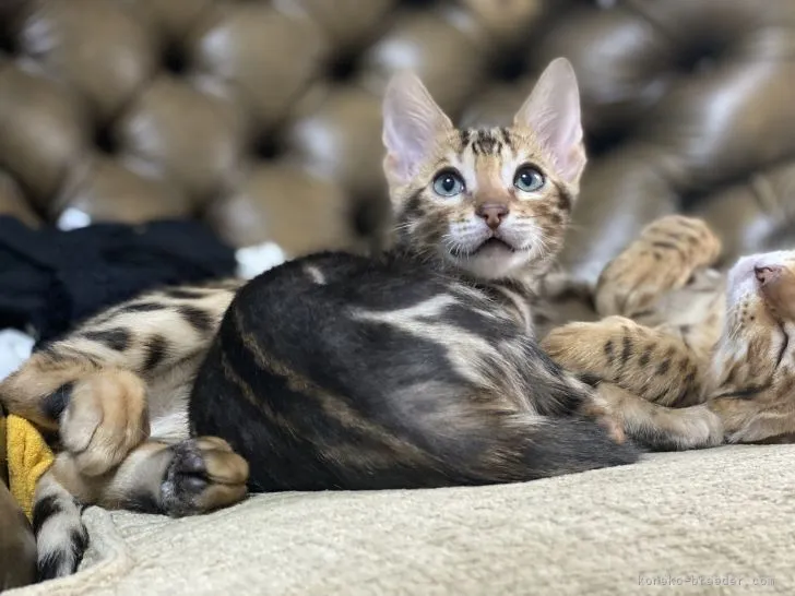 ID:2201-01100の子猫