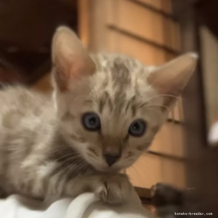 ID:2409-03001の子猫