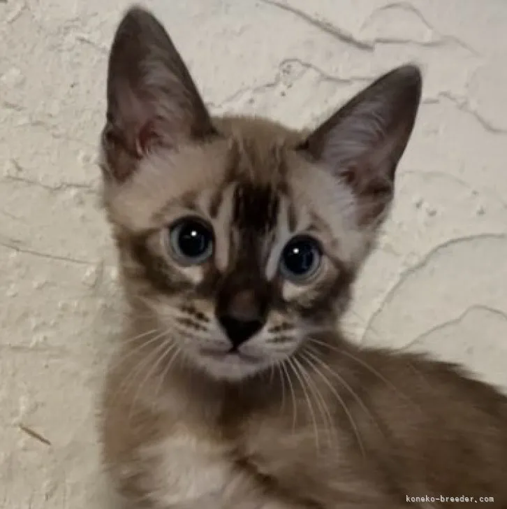 ID：2305-01227の子猫