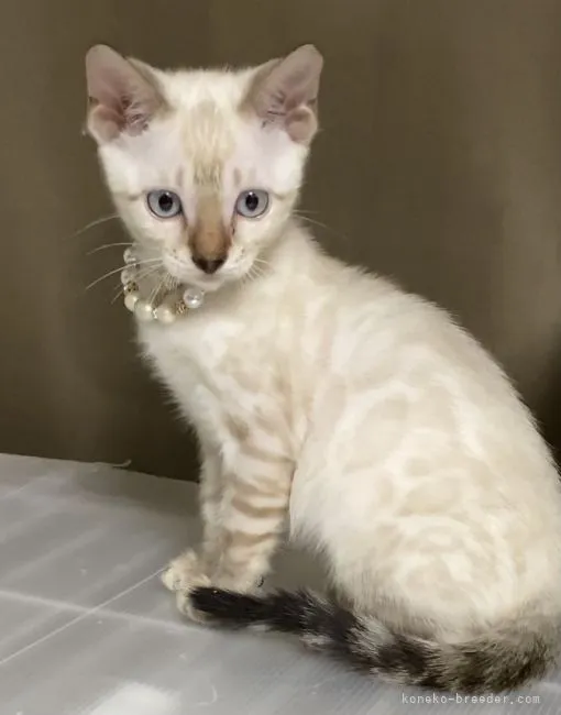 ID:2112-01513の子猫