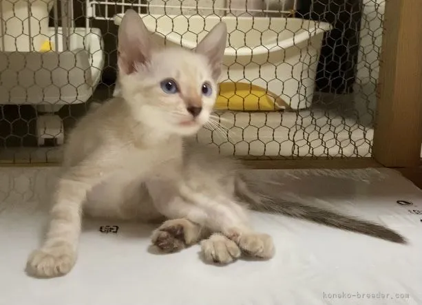 ろんき 様のお迎えした子猫