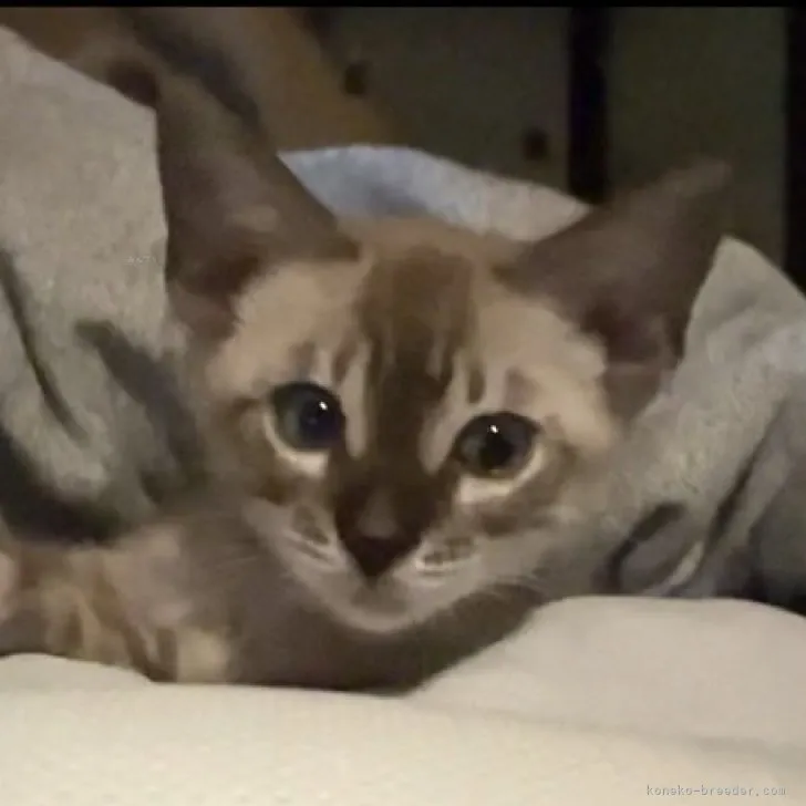 ID:2311-00117の子猫