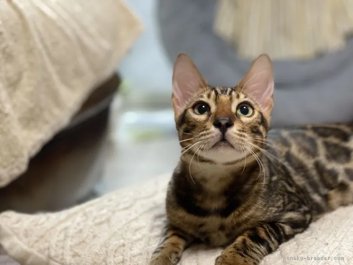 ID:2106-02676の子猫