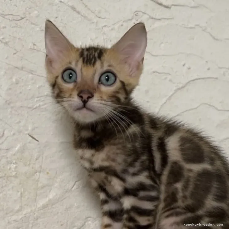 ID：2308-00943の子猫