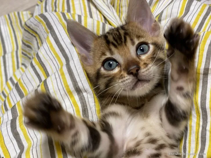 ID：2106-00445の子猫
