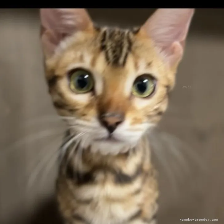 ID:2309-00894の子猫