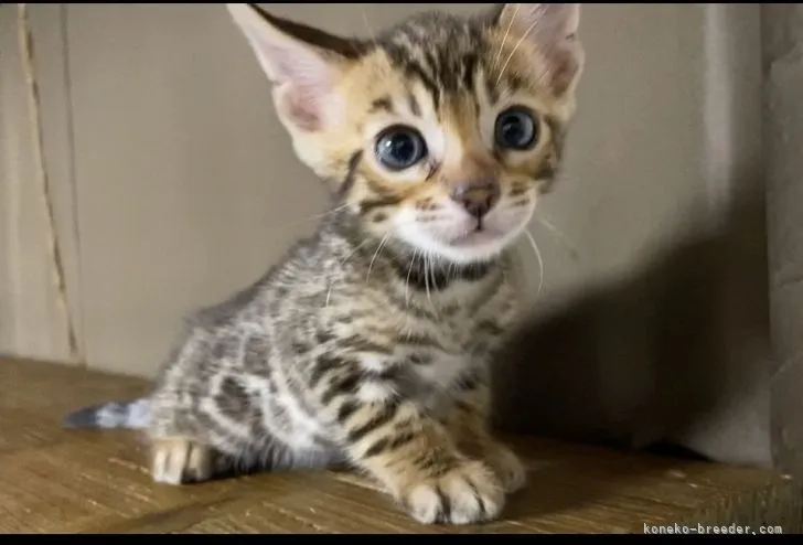 ID：2106-01053の子猫