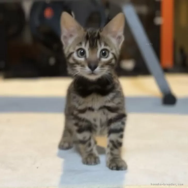 ID：2403-02766の子猫