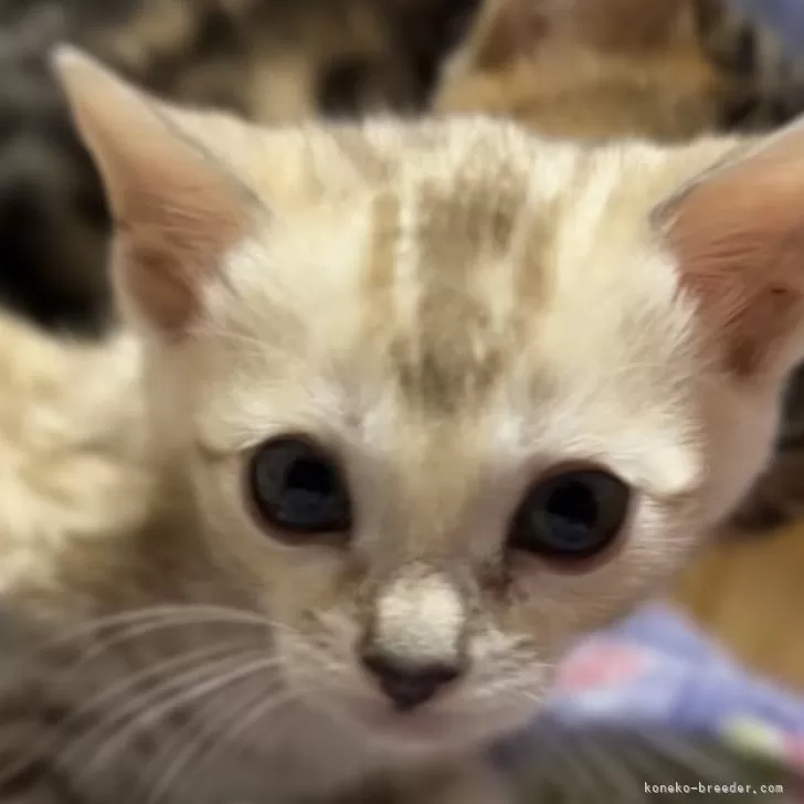ID：2412-01255の子猫