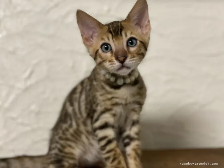 ID:2204-00101の子猫