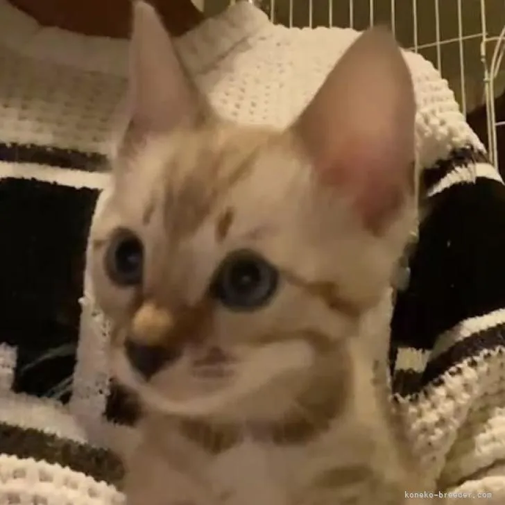 ID:2302-01057の子猫