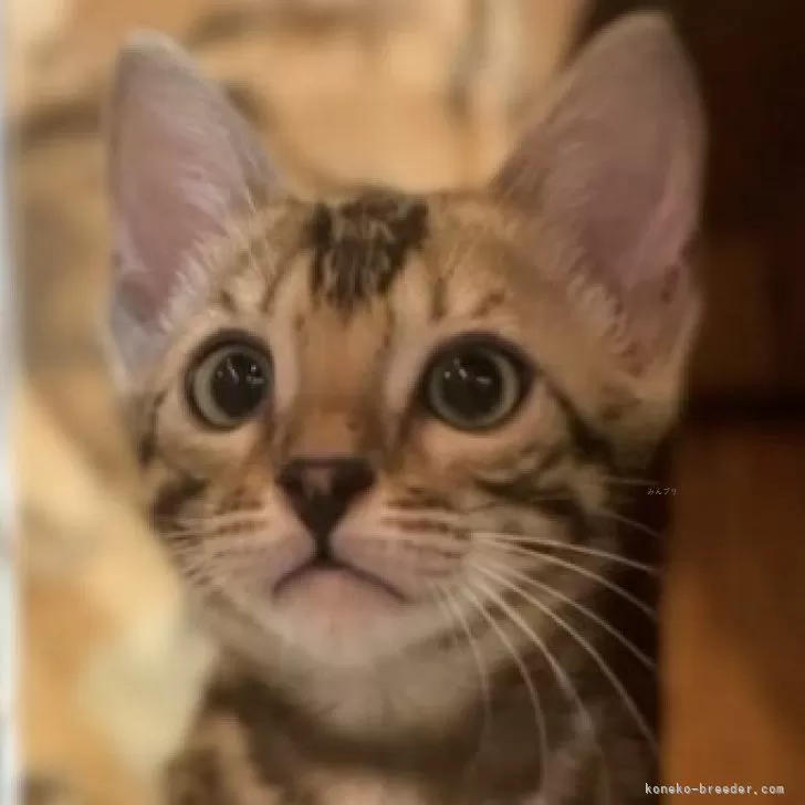 ID:2410-01973の子猫