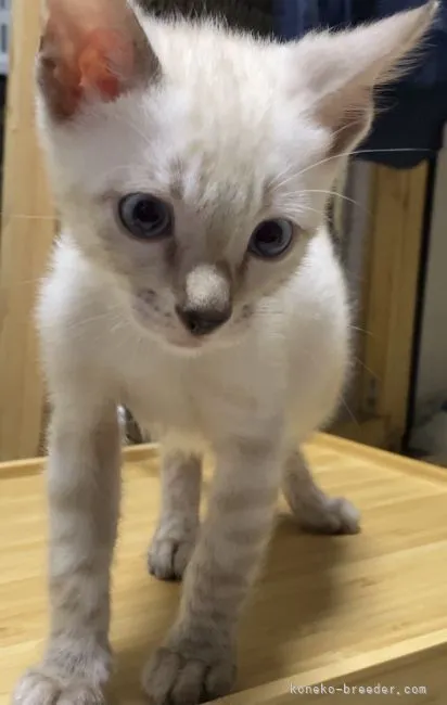 ID：2112-01329の子猫