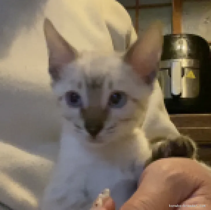 ID:2302-00289の子猫