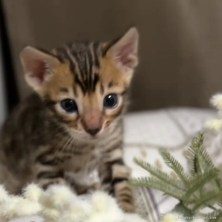 ID：2305-01636の子猫