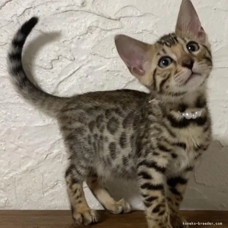 ID：2209-00278の子猫