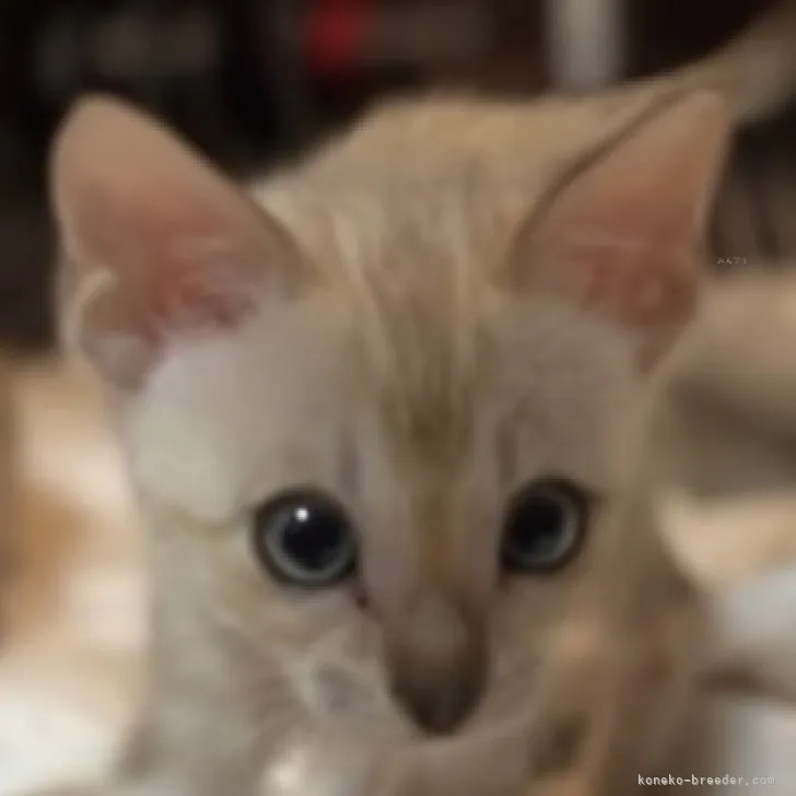 ID：2310-02623の子猫