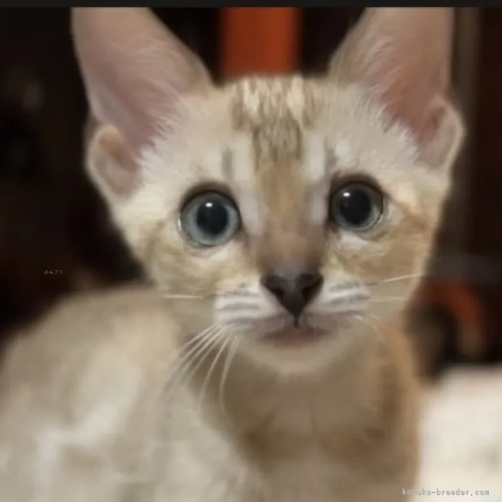ID:2311-00942の子猫