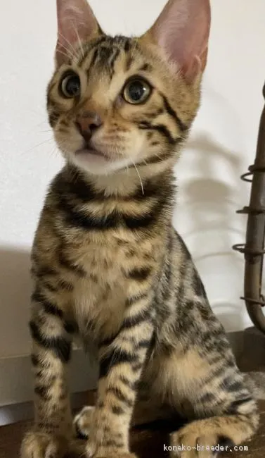 ID:2004-00630の子猫