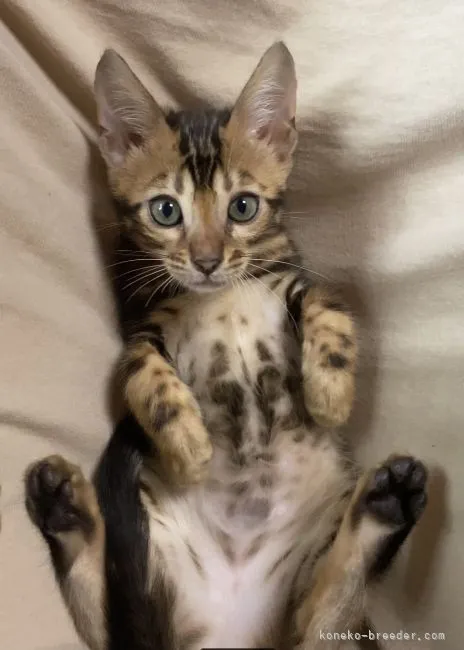 ID:2106-02636の子猫