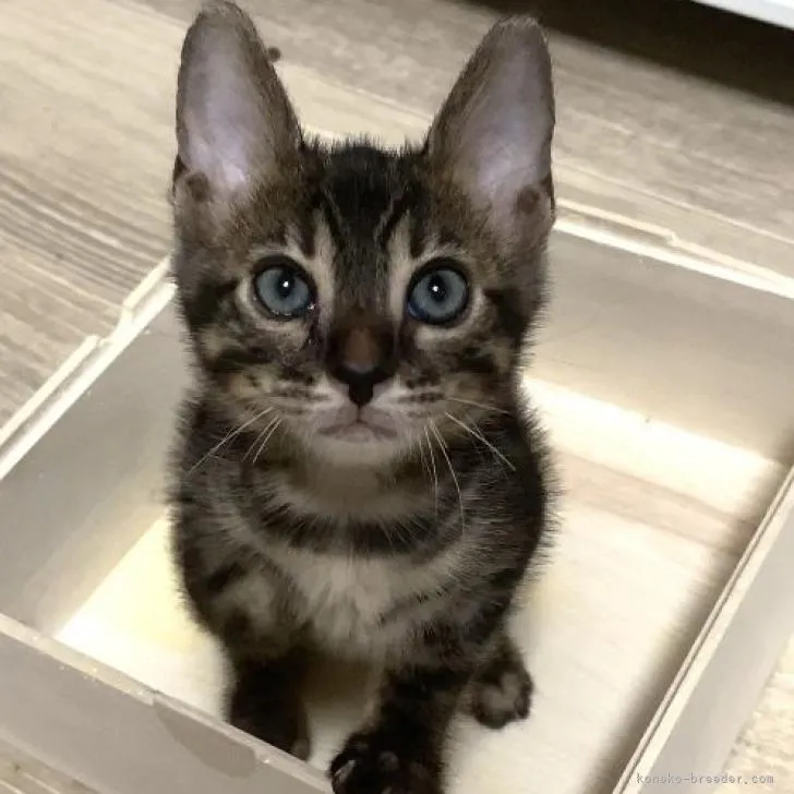 ID：2207-00207の子猫