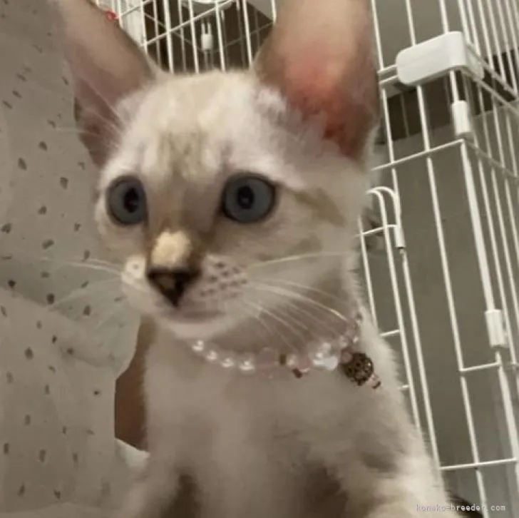 ID:2208-03048の子猫