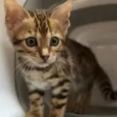 ベンガル【京都府・女の子・2024年4月10日・ブラウンスポテッドタビー(ロゼット)】の写真1