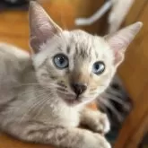 ベンガル【京都府・男の子・2024年6月2日・シールミンクチャコールスポテッドタビー】の写真1