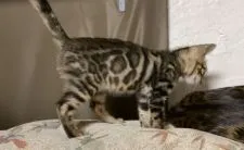 ベンガル【京都府・女の子・2021年8月20日・ブラウンスポテッドタビーキャリアチャコール(ロゼッ】の写真2「コントラストもより綺麗になってきました」