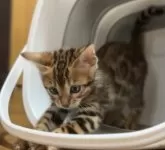 ベンガル【京都府・女の子・2024年4月10日・ブラウンスポテッドタビー(ロゼット)】の写真2