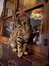 ベンガル【京都府・女の子・2020年2月27日・ブラウンスポテッドタビー(ロゼット)】の写真3