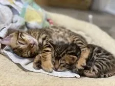 ベンガル【京都府・女の子・2021年3月28日・ブラウンスポテッドタビー(ロゼット)】の写真5