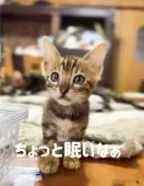 ベンガル【京都府・男の子・2024年11月30日・ブラウンスポテッドタビー】の写真12