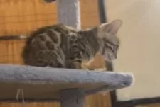 ベンガル【京都府・男の子・2024年11月30日・ブラウンスポテッドタビー】の写真7