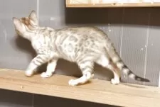 ベンガル【京都府・女の子・2025年2月3日・シールミンクスポテッドタビー(ロゼット)】の写真12