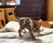 ベンガル【京都府・男の子・2024年11月30日・ブラウンスポテッドタビー】の写真13