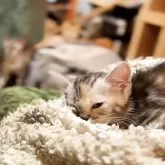 マンチカン(長足)【京都府・女の子・2025年3月30日・ブルーパッチドタビー&ホワイト】の写真13「これも　ちゃんみなの目に似てる？🤭」