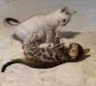 ベンガル【京都府・女の子・2025年1月20日・ブラウンスポテッドタビー】の写真14