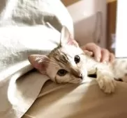 ベンガル【京都府・女の子・2025年2月3日・シールミンクスポテッドタビー(ロゼット)】の写真15