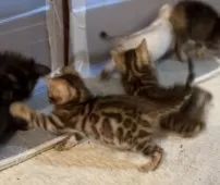 ベンガル【京都府・女の子・2025年1月20日・ブラウンスポテッドタビー】の写真15
