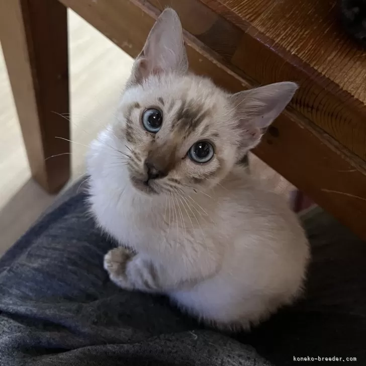 F.Y 様のお迎えした子猫