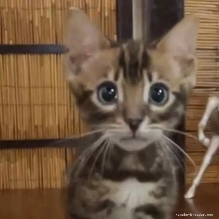 ID:2501-00794の子猫