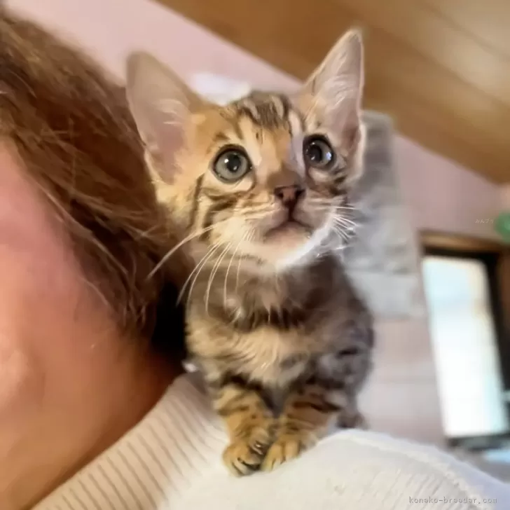 ID：2502-00185の子猫