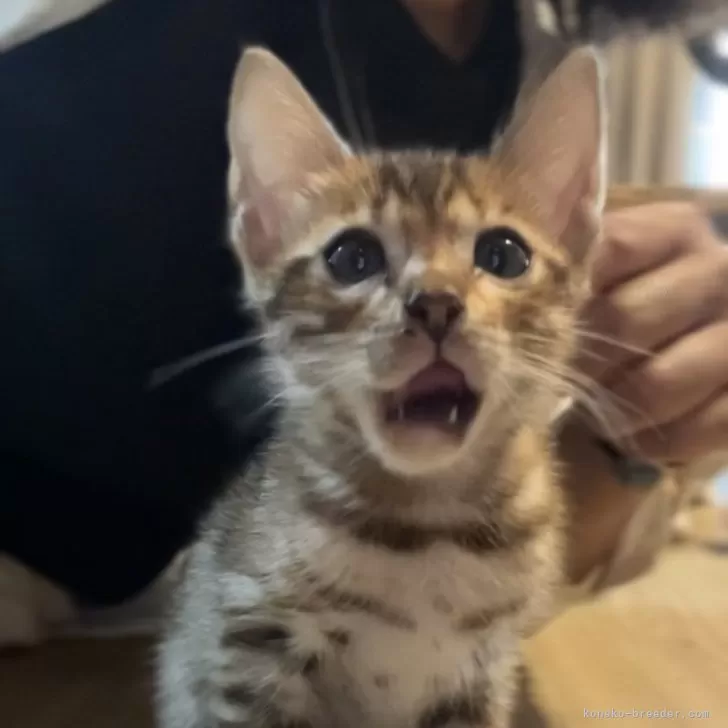 kazu 様のお迎えした子猫