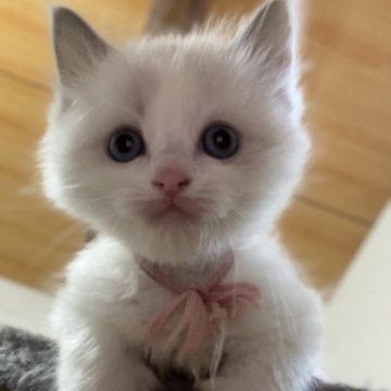 ラグドール【京都府・女の子・2025年9月26日・ブルーポイントバイカラー(ふわっふわのもふもふ)】の写真「活発で好奇心旺盛な女の子」