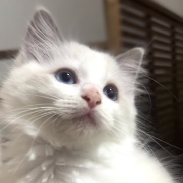 ラグドール【京都府・女の子・2025年9月26日・ブルーポイントバイカラー（ふわっふわのもふもふ）】の写真「活発で好奇心旺盛な女の子」